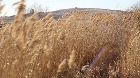 Swaying reeds classes Vídeo Stock 83493296