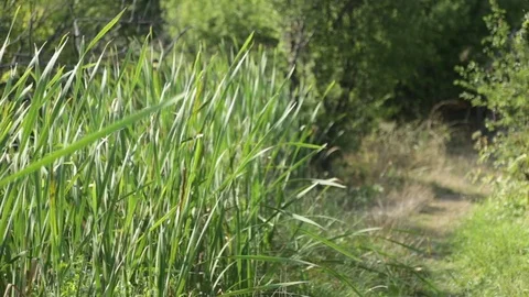 Swaying reeds Stock-Footage 83492365