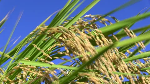 Swaying Rice Ears in the Autumn Breeze Stock Footage 327487953