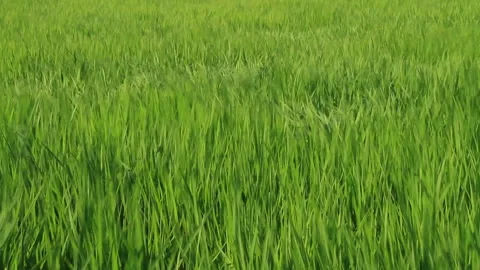 Swaying Rice Ears in the Wind 스톡 동영상 327535864