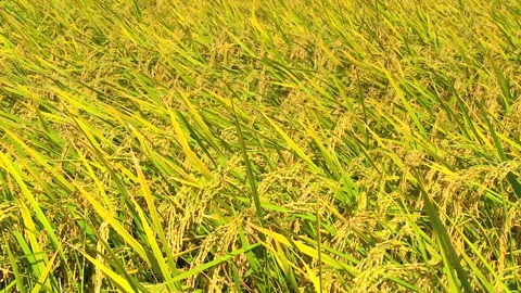 Swaying Rice Ears in the Wind Stock Footage 327566280