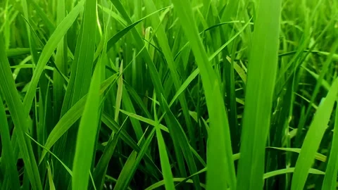 The swaying of the rice leaves in the wind Stock Footage 242673864