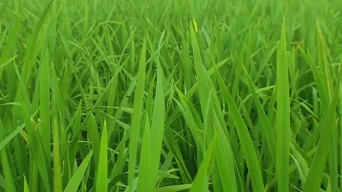 The swaying of the rice leaves in the wind Stock Footage 242673903