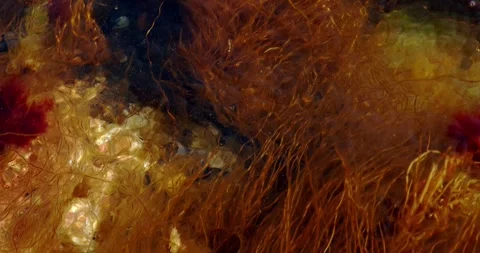 Swaying seaweed in tide pools along oceanfront of Wonderland Trail Acadia Stock Footage 242285605