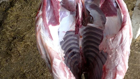 Swaying from side to side weighs the carcass of a cut hog Stock Footage 123574287