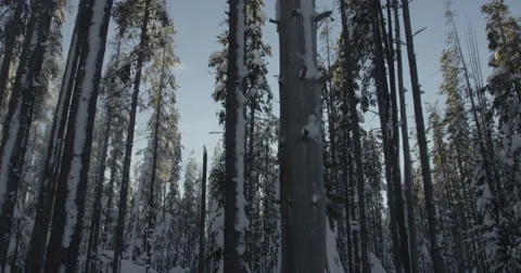 Swaying Snow Covered Trees in Frozen Winter Forest, Red Camera 스톡 동영상 59678297