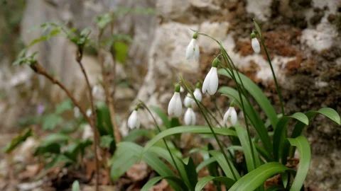 Swaying snowdrops close-up Video stock 104275321