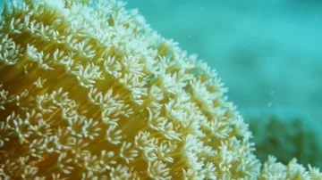 Swaying softcoral Stock Footage 86014289