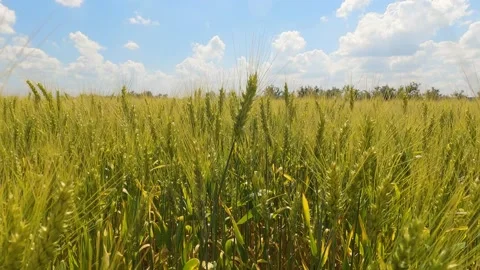 Swaying spikelets of wheat in the field 스톡 동영상 197590191