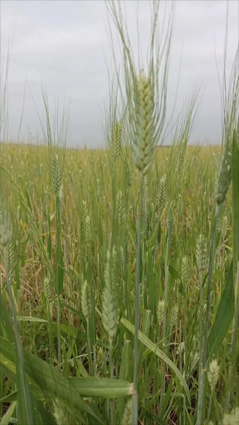 Swaying Spring Crops Stock Footage 333310994