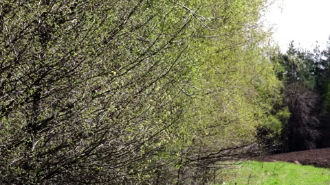Swaying spring forest edge locates near arable field Stock Footage 280159238