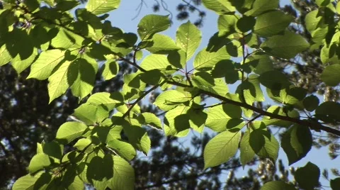 Swaying in the summer breeze Stock Footage 265532