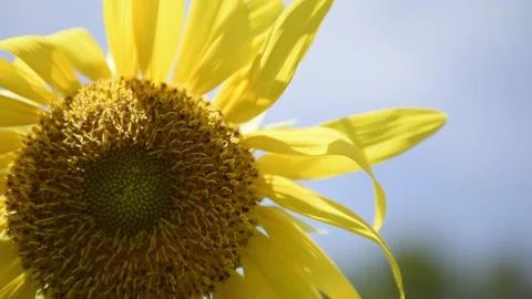Swaying Sunflower Stock Footage 163369369