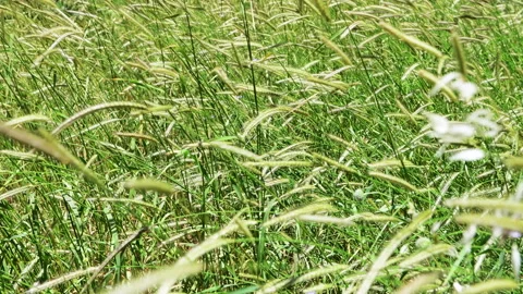 Swaying tall grass. Stock Footage 197114678