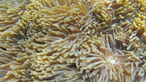 Swaying tentacles of a sea anemone close-up. Slow motion Stock-Footage 232532142