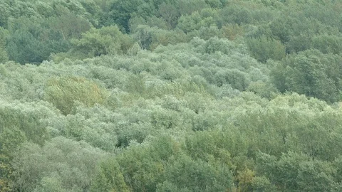 Swaying a tops of forest in the summer Vídeo Stock 125994596
