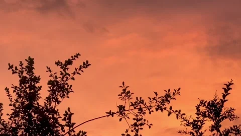 Swaying tree branches 1 Stock Footage 233560299