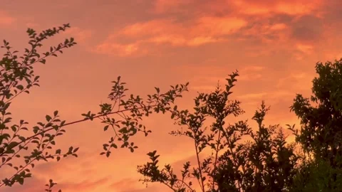 Swaying tree branches 2 Stock Footage 233560287