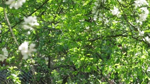 The swaying of tree branches and leaves from the wind Video stock 307835171