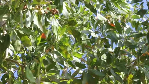 Swaying Tree Stock Footage 10844248