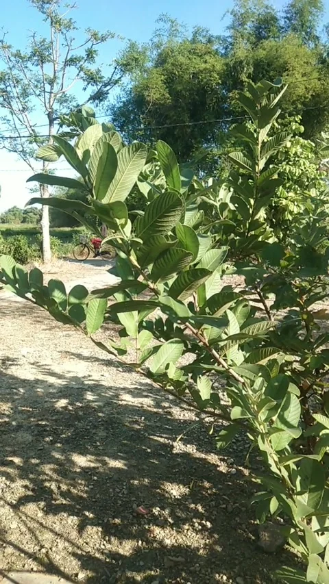 Swaying tree Stock Footage 243427982