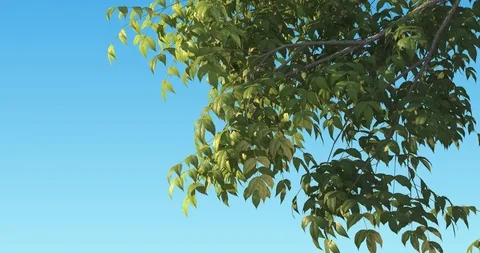 Swaying tree at the wind. Alpha matte. Looping animation. Best for arhitectural Stock Footage