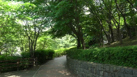 Swaying trees along a walking path Vídeos de archivo 335388146