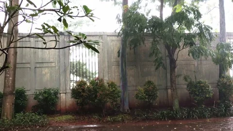 Swaying trees and rainfall on a windy day by an old concrete garden wall Stock Footage 275715247