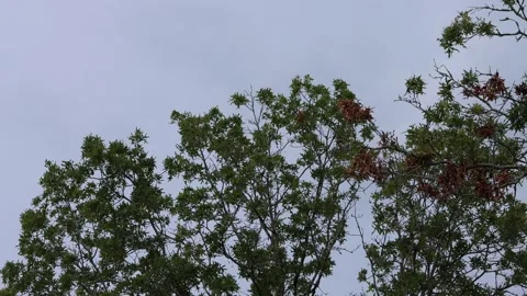 Swaying Trees and Rainy Clouds Stock Footage 278439114