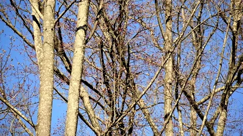 Swaying Trees in the Breeze Stock Footage 234809973