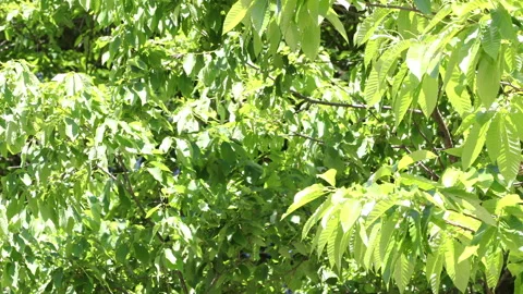 Swaying trees Stock Footage 161889577