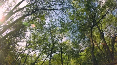 Swaying Trees Loop Stock Footage 51173505