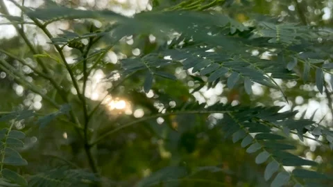 Swaying trees moody atmosphere Stock Footage 266974891