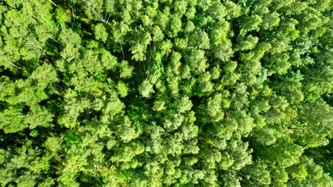 Swaying trees on wind. Aerial view of wildlife in Poland. Stock Footage 153650813