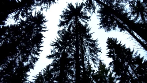 Swaying treetops 動画素材 154555302