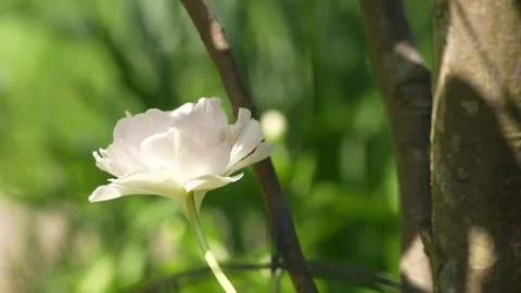 Swaying Tulip in the Spring Breeze_Fix Video stock 333160343