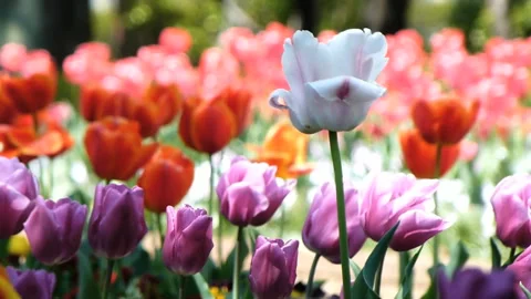 Swaying Tulips in the Wind 스톡 동영상 330608023