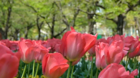 Swaying Tulips in the Wind Vídeo Stock 330608139