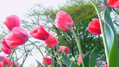 Swaying Tulips in the Wind 스톡 동영상 330608209