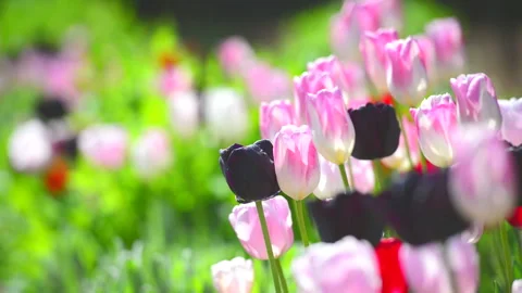Swaying Tulips in the Wind 스톡 동영상 330610668