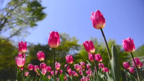 Swaying Tulips in the Wind Stock Footage 330610672