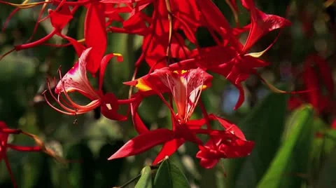 Swaying twig Stock Footage 10765622