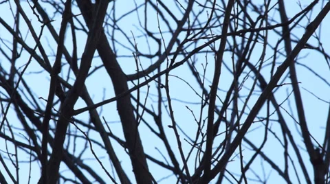 Swaying urban tree branches Video stock 36370744