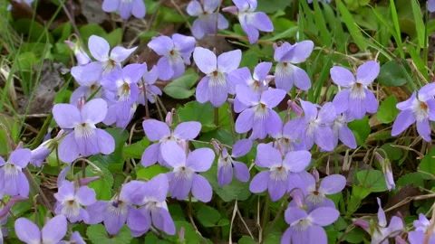 Swaying Violets in the Wind Vídeo Stock 332388069