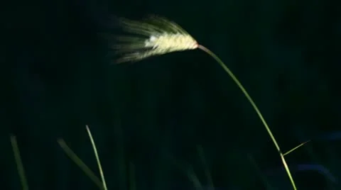 Swaying weed Stock Footage 10899220