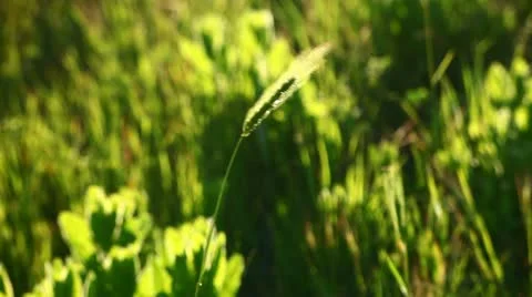 Swaying weed Stock Footage 10899256