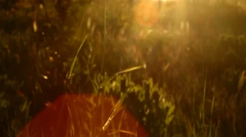 Swaying weed at sunset Stock Footage 10899305