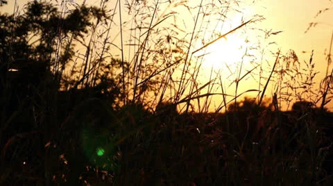 Swaying weed at sunset Stock Footage 25454423