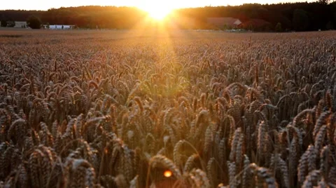 Swaying wheat field Stock Footage 8826718