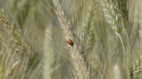 Swaying of wheat plant heads with tiny ladybug 4k footage Stock Footage 249018788